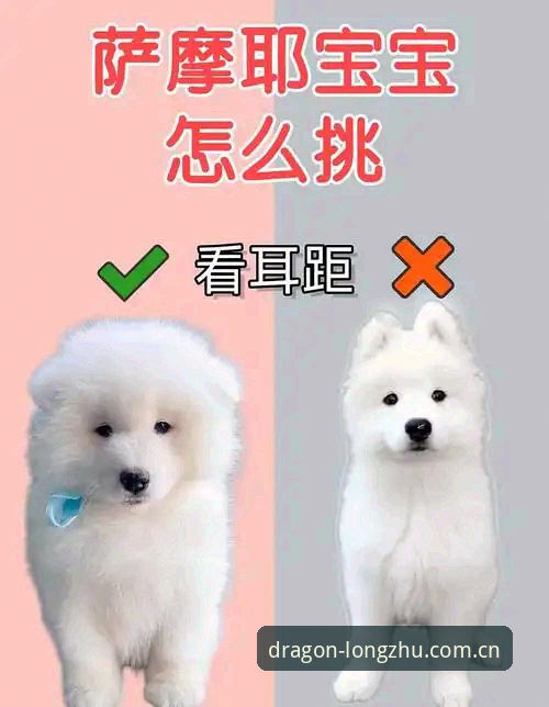新手必看！龙珠体育体育娱乐安装教程全流程经验分享，从下载到竞彩分析一步到位